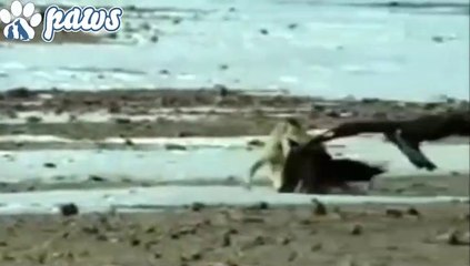 AWESOME Wolf owns the Eagle!!!