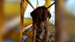 Oil rig workers rescue dog from waters 220km off Thai coast