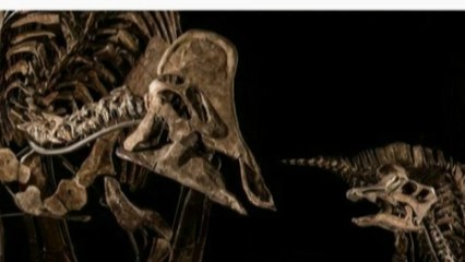 Les squelettes des dinosaures n'ont plus la côte !