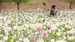 Poppies bloom across Afghanistan as drought eases