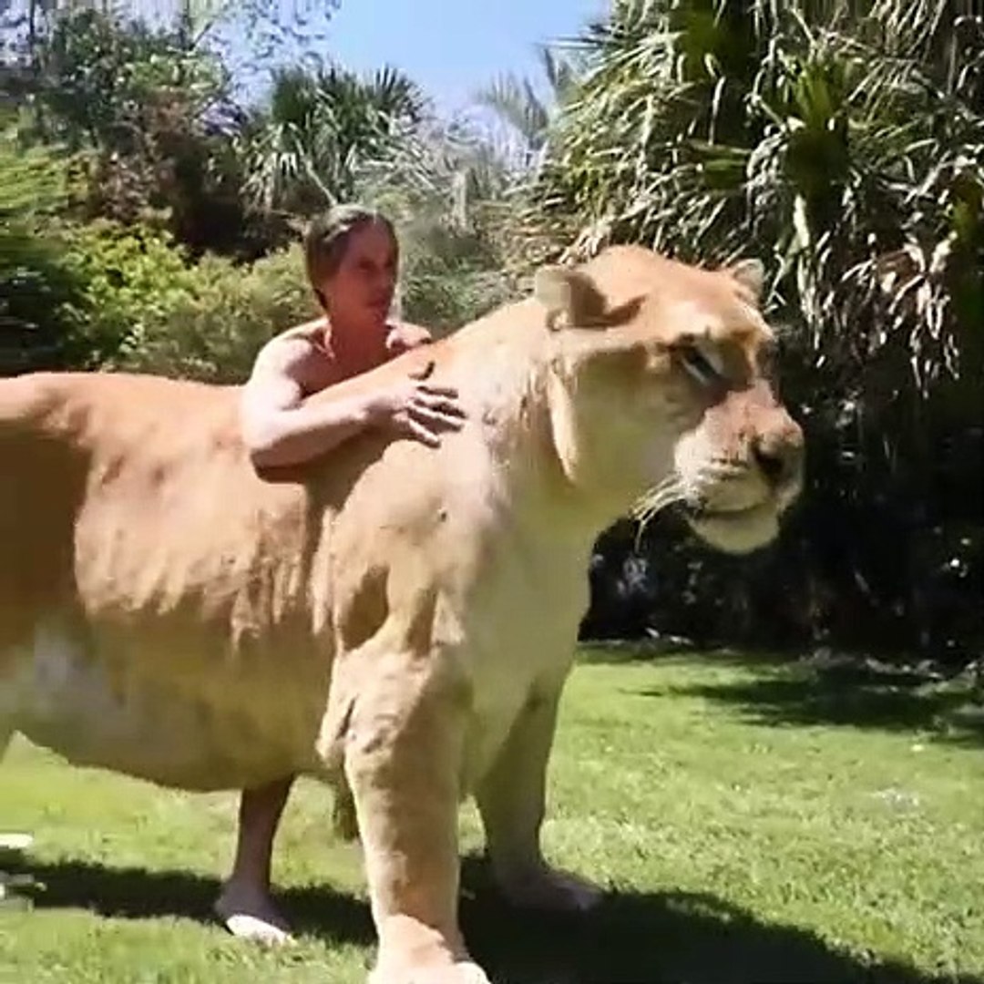Voici un Ligre : C'est un croisement entre un Lion mâle et une Tigre  femelle - Vidéo Dailymotion
