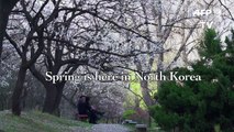 Apricot blossoms bloom in Pyongyang