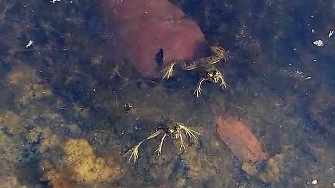 Frog swimming on the water.