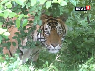 मुकुंदरा टाइगर रिजर्व के जंगल के क्षेत्रफल में जल्द होगा इजाफा