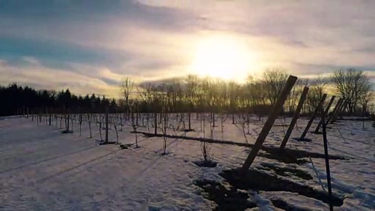 MUSEVERAITE - Coucher de soleil sur les vignes de la maison Museveraite