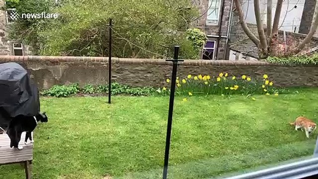 Hilarious cat runs on hind legs to intimidate her trespassing feline foe