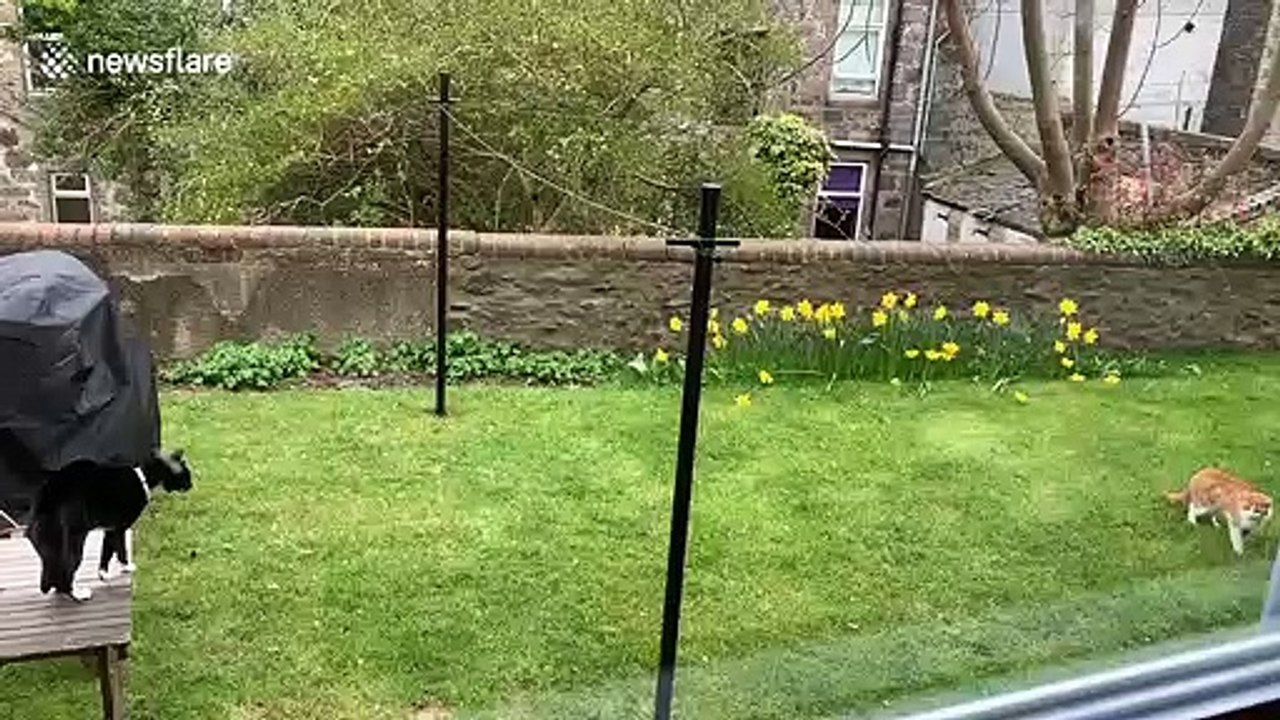 Hilarious cat runs on hind legs to intimidate her trespassing feline foe