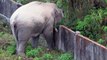 Un éléphant pas content veut détruire un mur