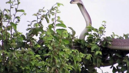 Download Video: Ce serpent Black Mamba s'est réfugié dans un arbre pour échapper à une mangouste