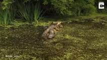 Des tortues et un alligator se tiennent ensemble sur une branche