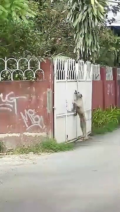 Regardez comment ce chien rentre dans cette maison