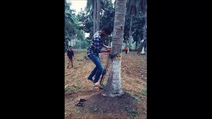 Regardez comment il grimpe au sommet d'un palmier : génial !