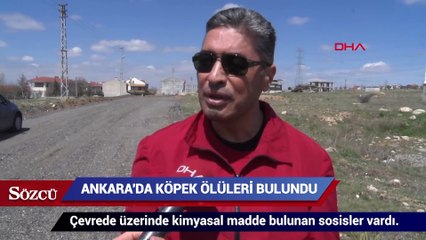 Ankara'da köpek ölüleri bulundu