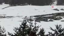 Sarıkamış Kayak Merkezi yakınlarında kurt görüntülendi
