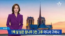 100년 넘은 참나무 3천 그루 필요한데…‘노트르담’ 복원 어쩌나