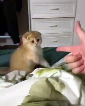 Les réactions de ce chaton sont absolument hilarantes. Regardez !