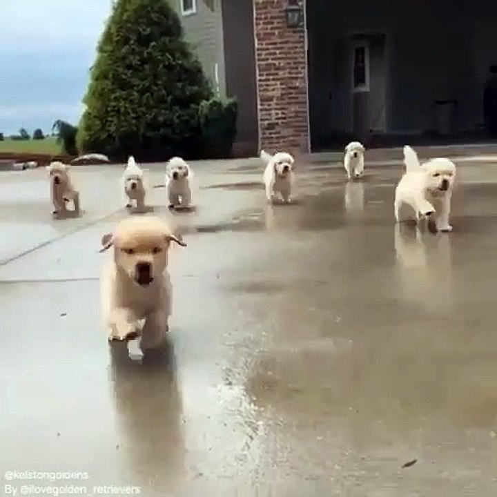 Ces chiots orphelins sont trop beaux. A couper le souffle !