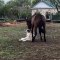 Lorsqu'un cheval et un chien jouent comme des meilleures amis, voici ce que ça donne. Trop chou !