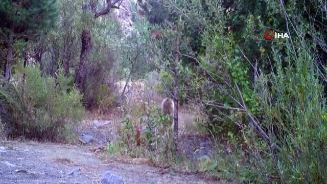 Ayı, tilki, kurt, yaban domuzu, dağ keçisi...Erzincan'da yaban hayatı fotokapanlarla görüntülendi