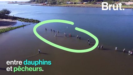 Au Brésil, les dauphins et les hommes collaborent pour pêcher ensemble