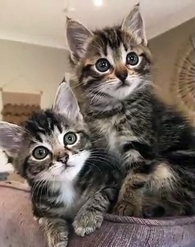 Ces superbes chatons sont identiques. Admirez !