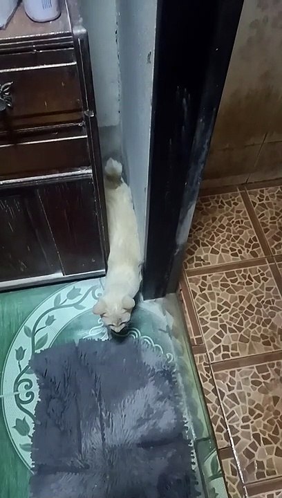 Smart Cat Slides Down from Shelf