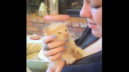 Cute Cat is not enough