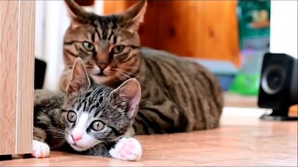 Funny Cats being crazy video!