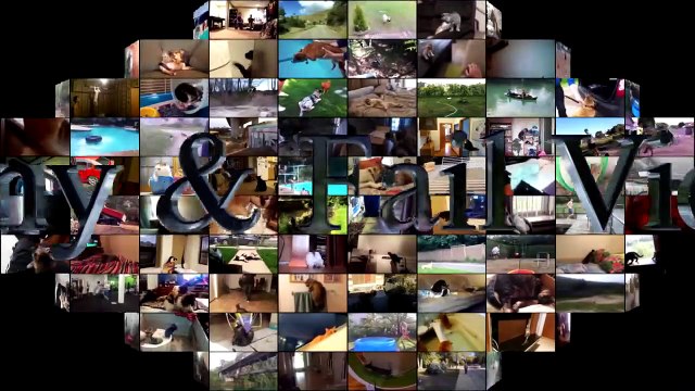 Funny Cats And Dogs Falling In Water - Cats And Dogs Fails Compilation