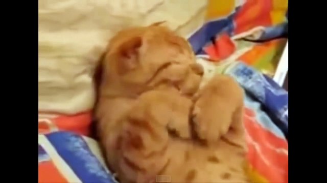 Cats wake up reactions - Funny Cats Compilation
