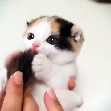 Ce chaton adore lécher sa queue. Trop chou !