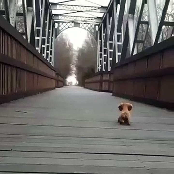 Les aboiements de ce chiot sont trop chou. Adorable !