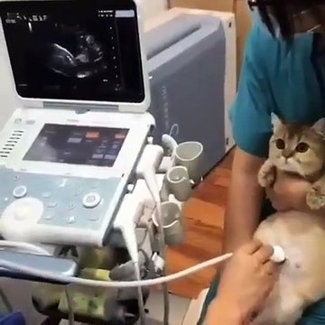 Les maîtres de ce chat était inquiets par sa prise de poids. Le résultat du vétérinaire est émouvant !