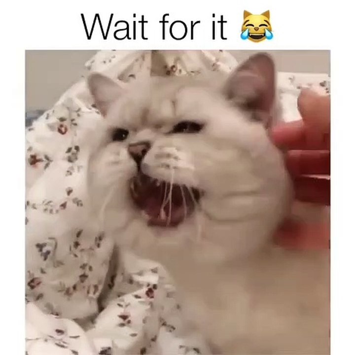 Regardez ce que ce chat fait pour qu'on le caresse. Hilarant !
