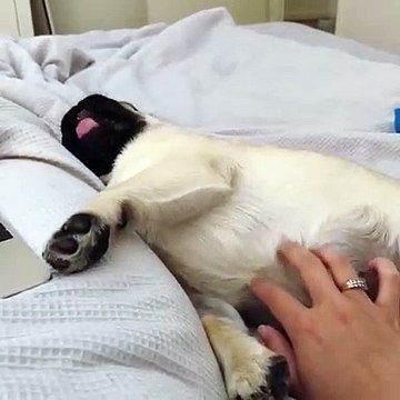 Pour s'endormir, ce chiot a juste besoin que sa maîtresse lui gratte le ventre. Trop mignon !