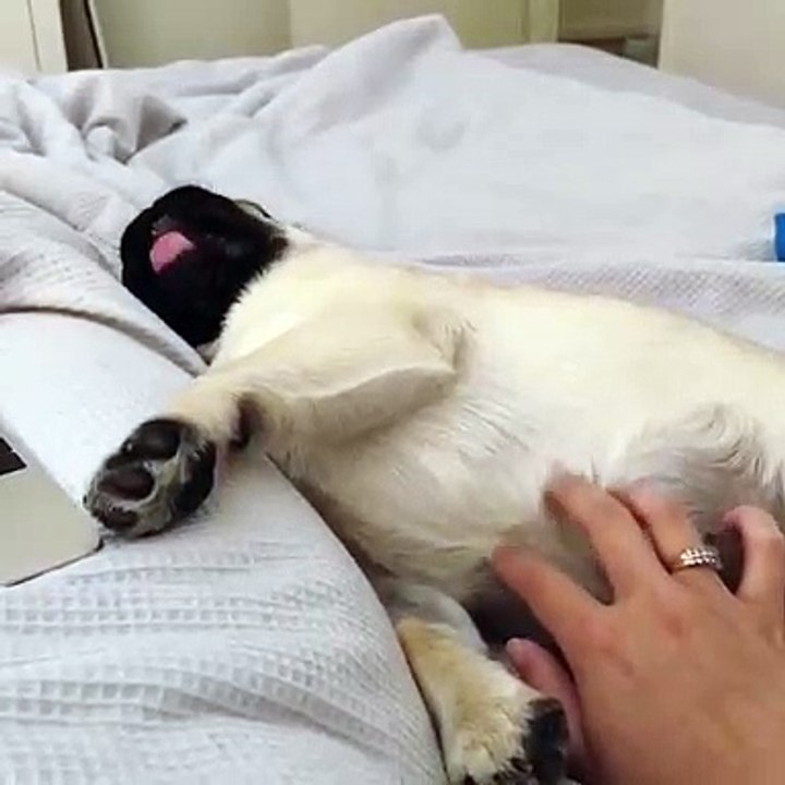 Pour s'endormir, ce chiot a juste besoin que sa maîtresse lui gratte le ventre. Trop mignon !