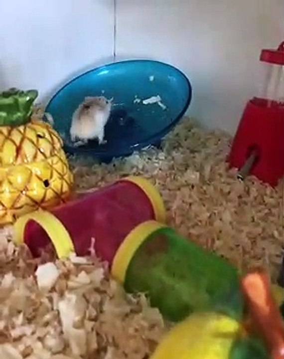 Ce hamster est trop content de ses nouveaux jouets. Regardez sa réaction !