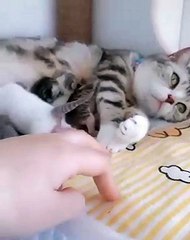 Cette chatte n’apprécie vraiment pas qu'on touche ses petits. Trop cute !