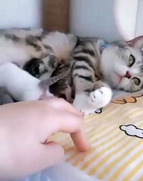 Cette chatte n’apprécie vraiment pas qu'on touche ses petits. Trop cute !