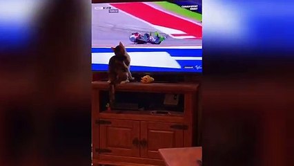 Thug cat 'knocks' Moto GP rider off bike