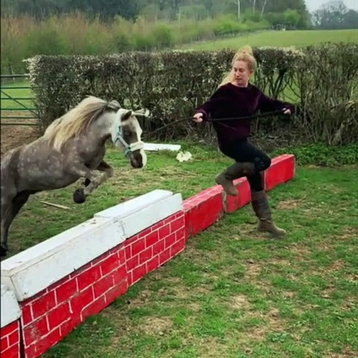 A seulement deux ans, ce poulain saute à la perfection. Spectaculaire !