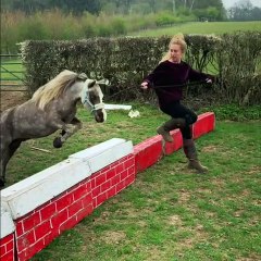 A seulement deux ans, ce poulain saute à la perfection. Spectaculaire !
