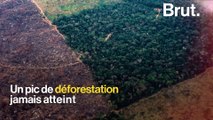 Forêt amazonienne : pire taux de déforestation depuis 10 ans