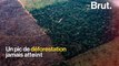 Forêt amazonienne : pire taux de déforestation depuis 10 ans