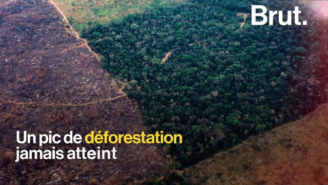 Forêt amazonienne : pire taux de déforestation depuis 10 ans