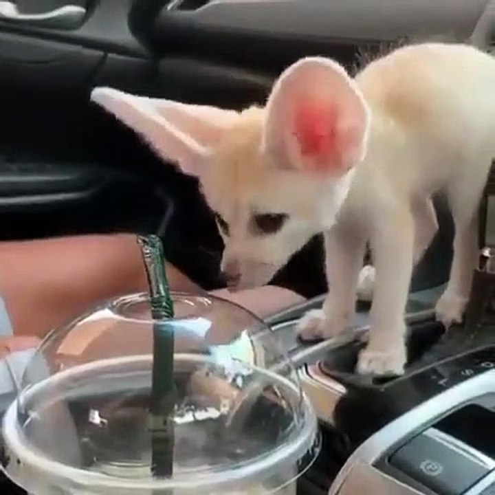 Cet adorable petit chiot adore grignoter les pailles. Trop chou !