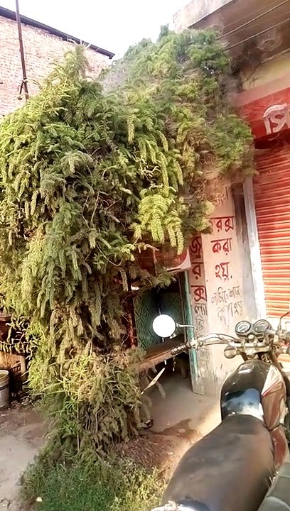 Unexpected tree