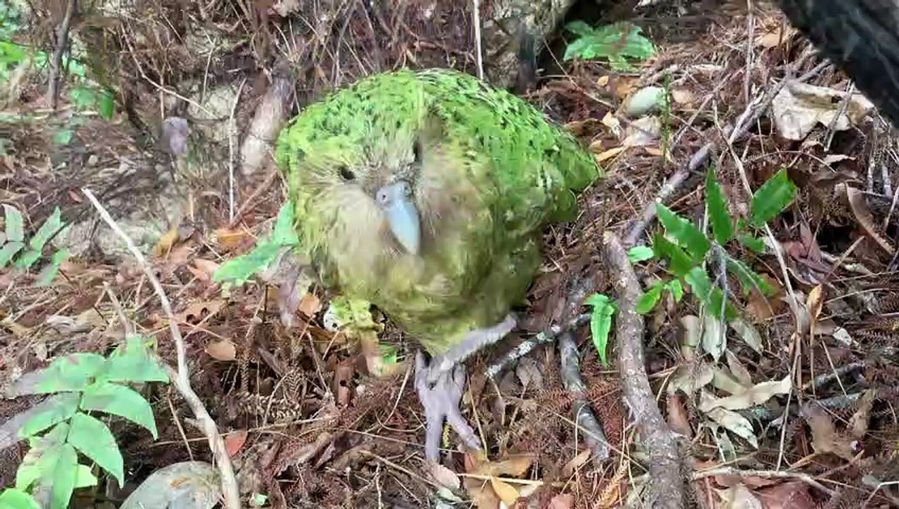Babyboom bei den Kakopos - den dicksten Papageien der Welt