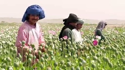 بعد الجفاف الخشخاش يزهر من جديد في أفغانستان