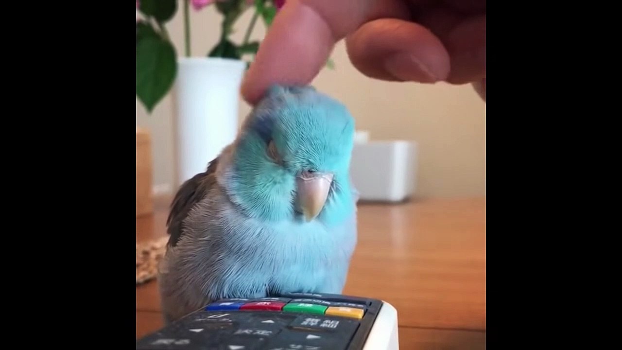 Cute baby animals Videos Compilation cute moment of the animals - Baby animals #2 - YouTube